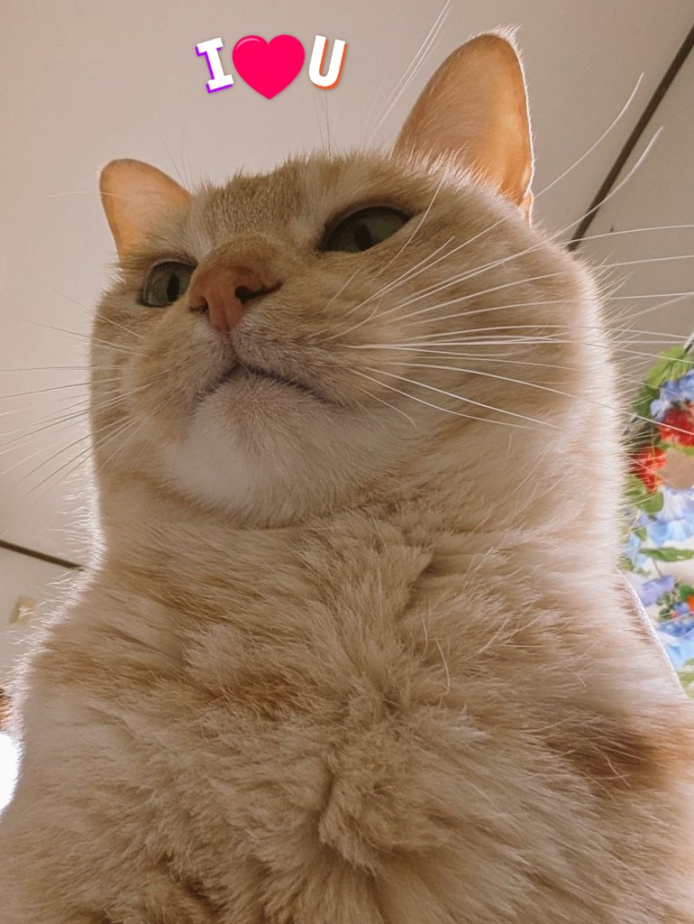 はな(こりん→猫) tweet media