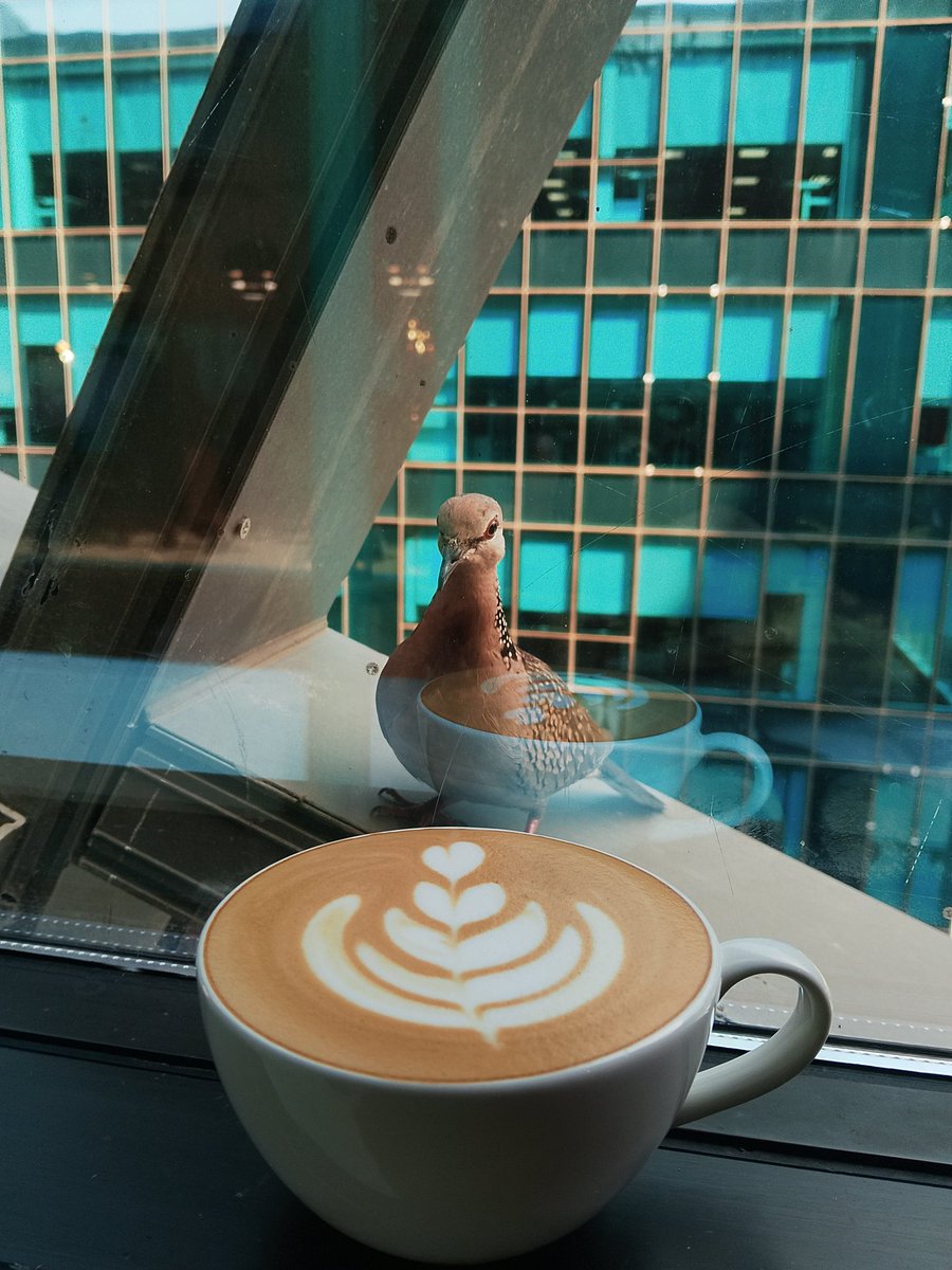 CLogic46806's tweet image. I think this BIRD was a barista in his last life ☕☕🕊️🕊️
#COFFEE