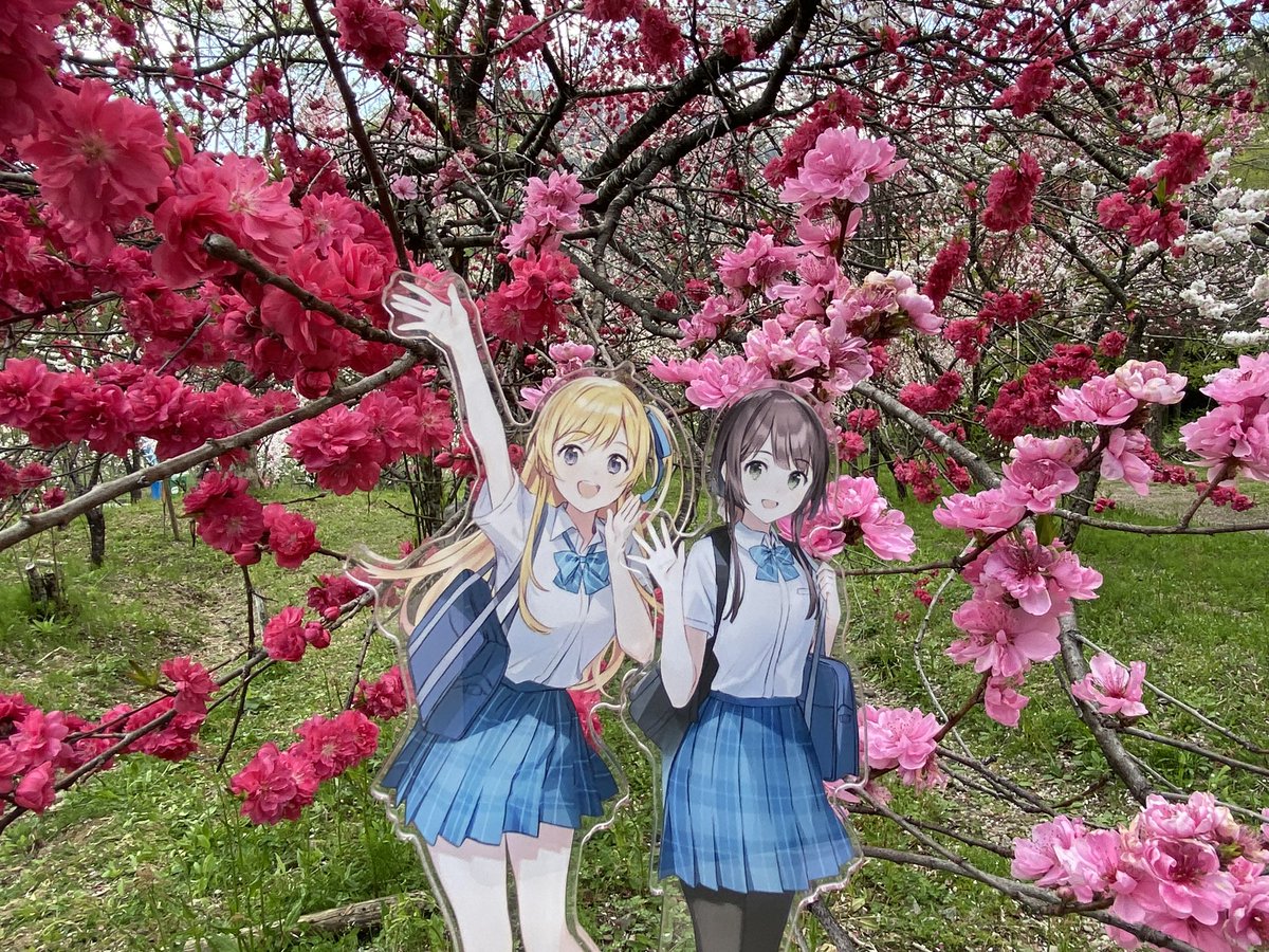 ハナモモの花言葉 「気立ての良さ」(右) 「あなたに夢中」(左) #チラムネ
