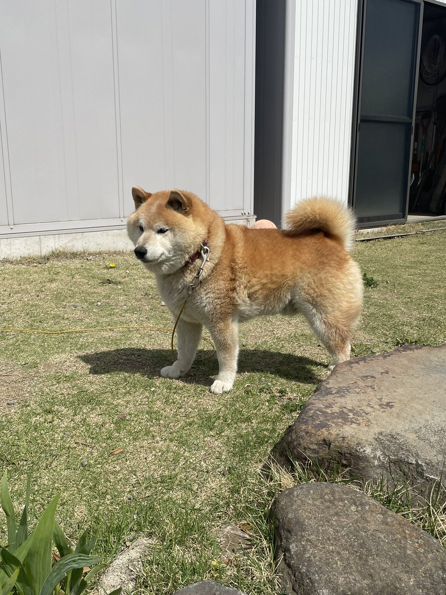 柴どん tweet media