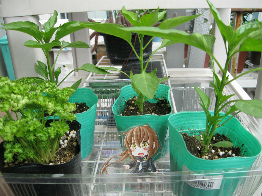 kotobuki tweet media