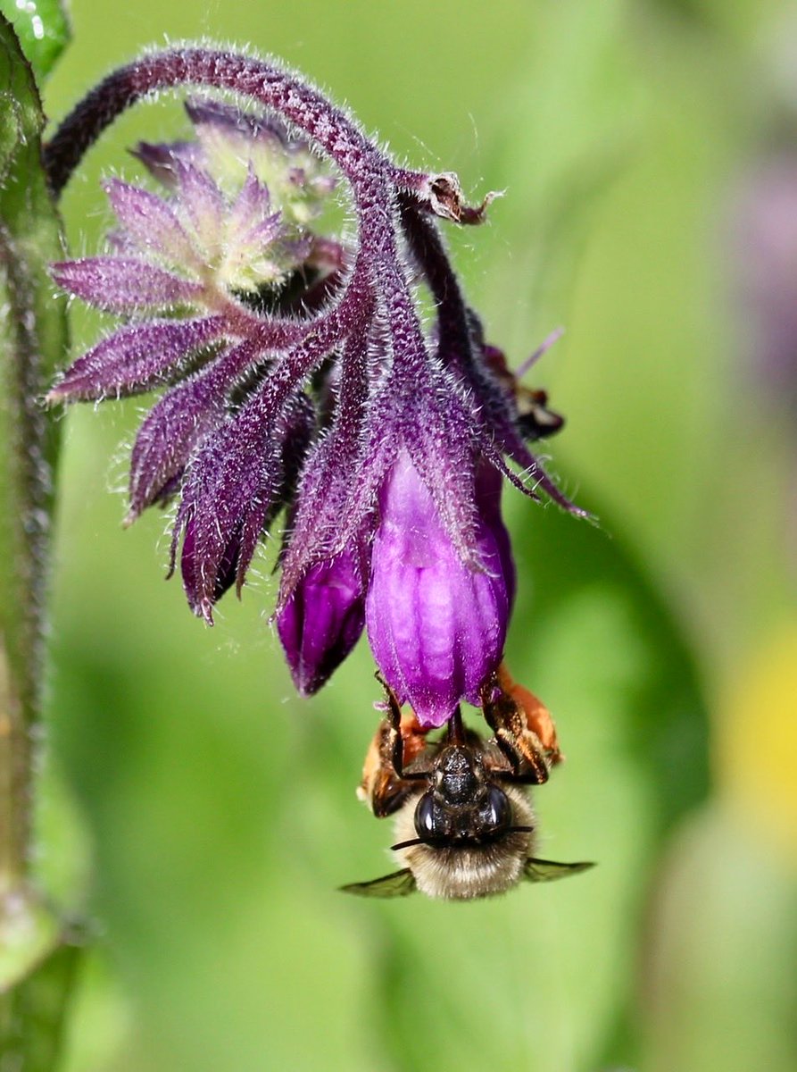 ChroniqueJardin's tweet image. Madame Anthophore à pattes plumeuses à la renverse pour atteindre le nectar des profondes clochettes de la Consoude. #AbeilleSauvage #FleurSauvage #Jardin #MaraisPoitevin
