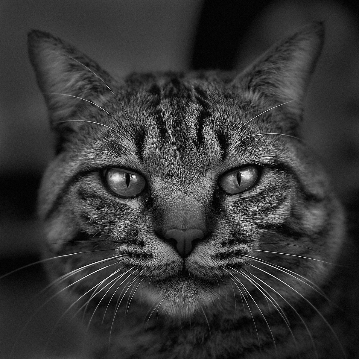 syakurou_photo's tweet photo. 猫を撮るのが、最近すごい癒し。

私は大学に進学して独り暮らしをするまで、猫が好きじゃなかった。
実家が犬しか飼ったことないってことが大きかったが、猫の「自分勝手（と当時は思ってた）」ところがすごく嫌いだった。
いま思うと、自分が一番欲しいものを持ってて、それを見せつけてくるのが癪だったのかな。

大家族から一人暮らしを始めると、どんなに自由が増えて楽しくても、反動で孤独感がすごい。
そんなとき、6畳一間の古いアパートの駐車場にいた三毛猫がいつも相手してくれた。

「あ。猫って、自分勝手なんじゃない。『気張らんでいいんよ』っていうスタイルなだけだ。」

なんかね、その猫と朝触れ合うだけで大学にいくのがすごく気軽になったんよね。

今思い返せば、あの三毛猫がいなかったらいまのおれはないのかもしれない。

※写真は近所のトラです