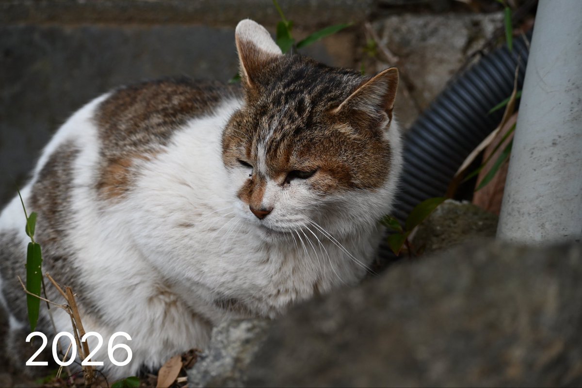 _RIKK4's tweet photo. 时隔七年再次来到江之岛又遇到了这只猫，有谁知道它多大了嘛？还有它叫什么名字 https://t.co/rhU2371t32