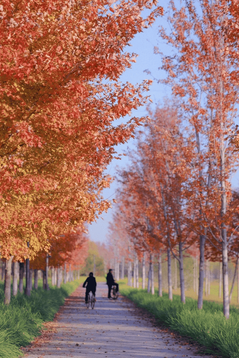 lecyanne tweet media