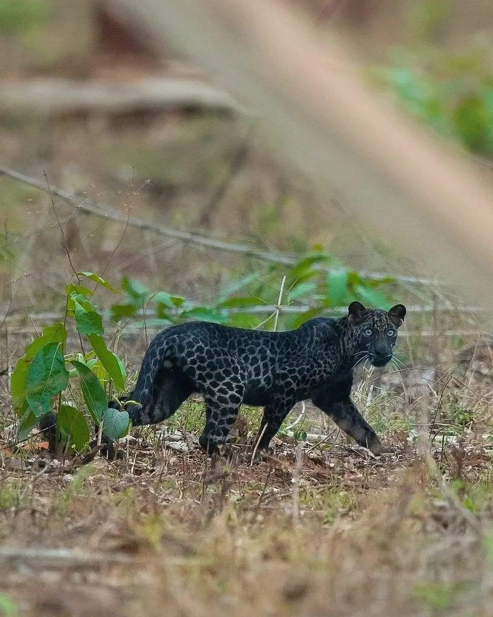 EmonMukherjee21's tweet image. First ever documentation of Black Panther in #Tadoba Tiger Reserve in Maharashtra 🐅 
June 6th 2018

#theme_pic_india_monochrome