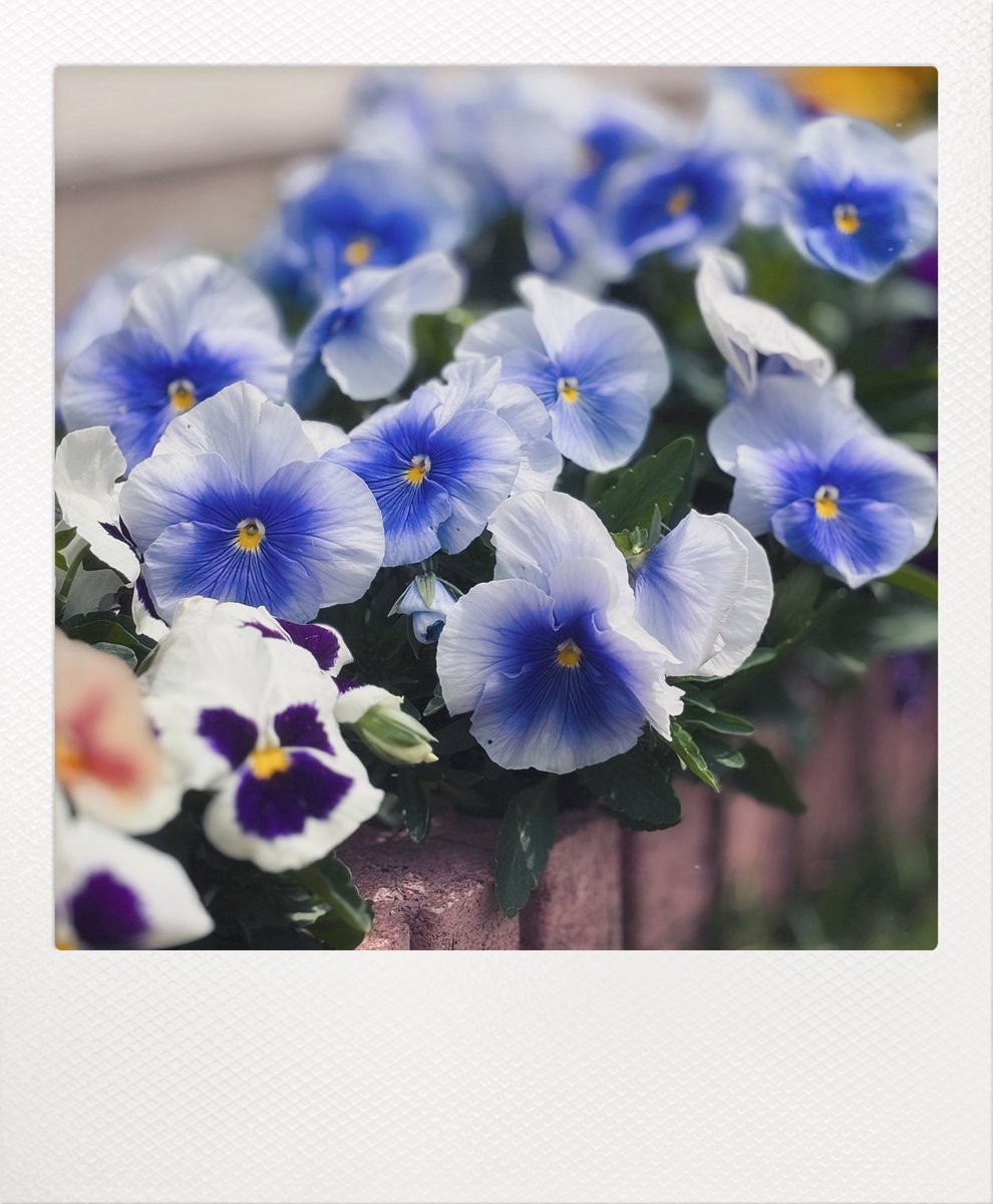 ㄘ ­ ד֝ժ՝ 🔰꒰՞ɞ̴̶̷̥⩊ɞ̴̶̷̥꒱֯🍼︎ tweet media