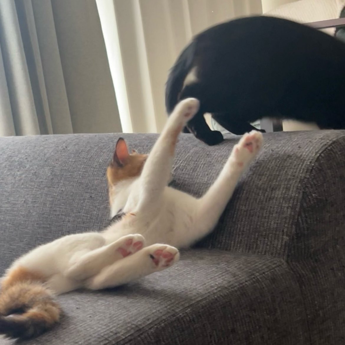 成澤 綾子 tweet media