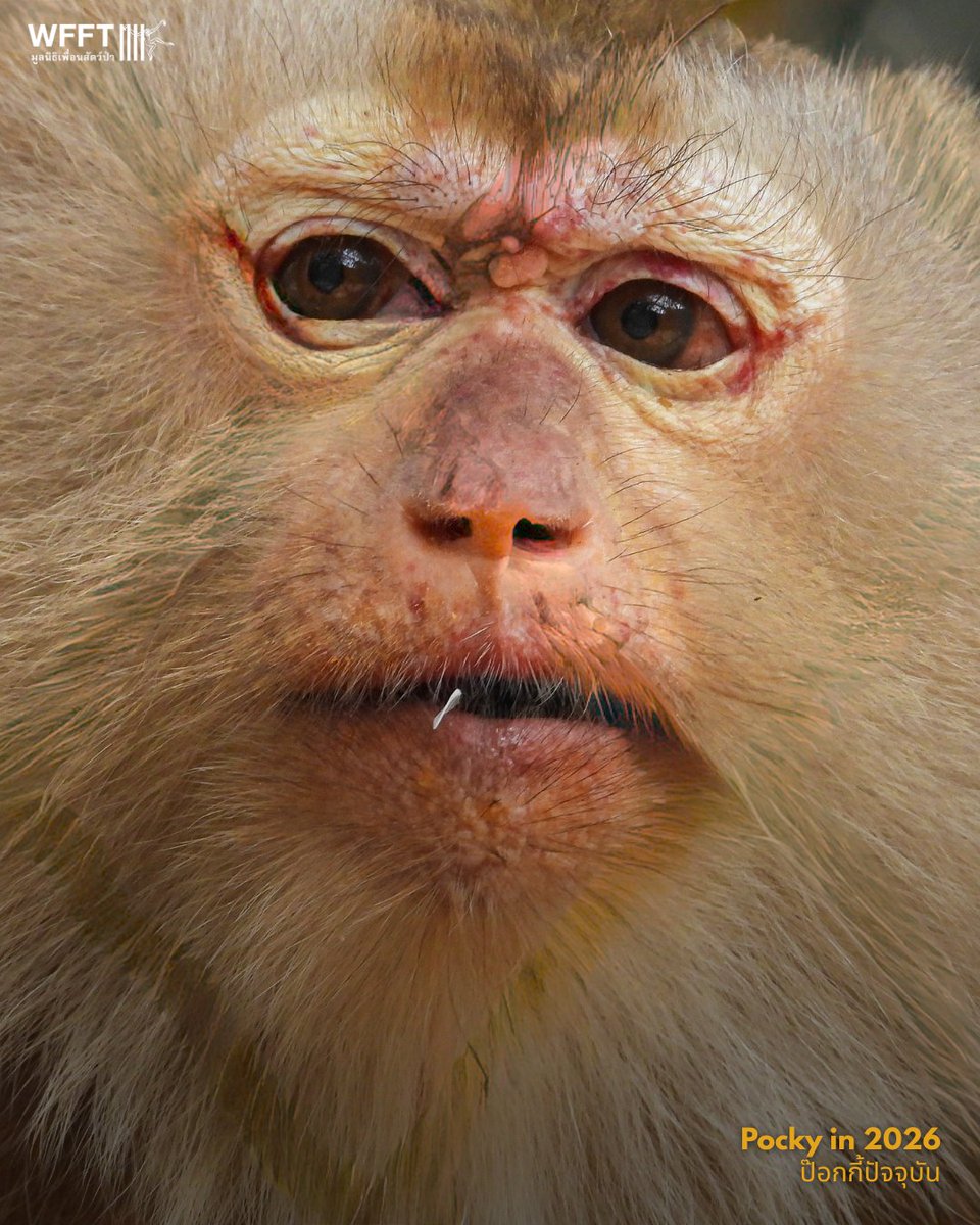 WFFThailand's tweet image. 🐒💚 Pocky may be one of the smallest #monkeys at WFFT, but she has one of the biggest personalities. 

From a vulnerable young monkey to a much-loved character, Pocky’s story is one of resilience, care, and charm. 💚

wfft.org/donate
#MeetAMacaqueMonday #MacaqueMonday