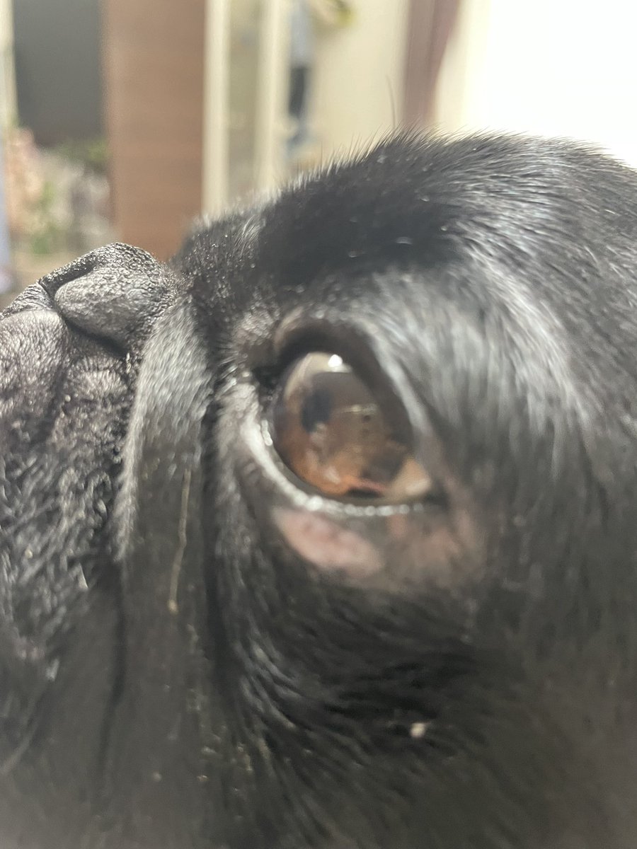 miisan0yuu00007's tweet image. 金時の目ばちこ、ほぼほぼ無くなりました
後一息かなぁ😊
#pug