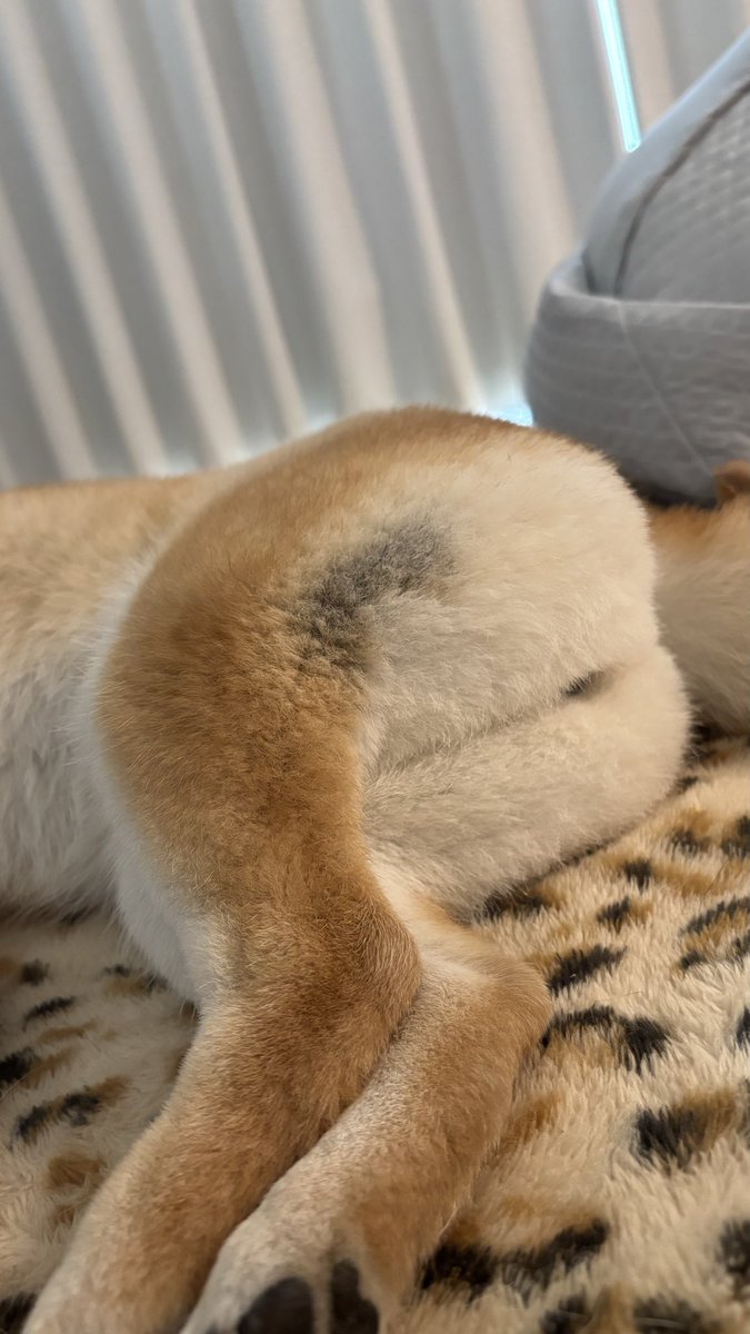 おてんば娘　せせり tweet media