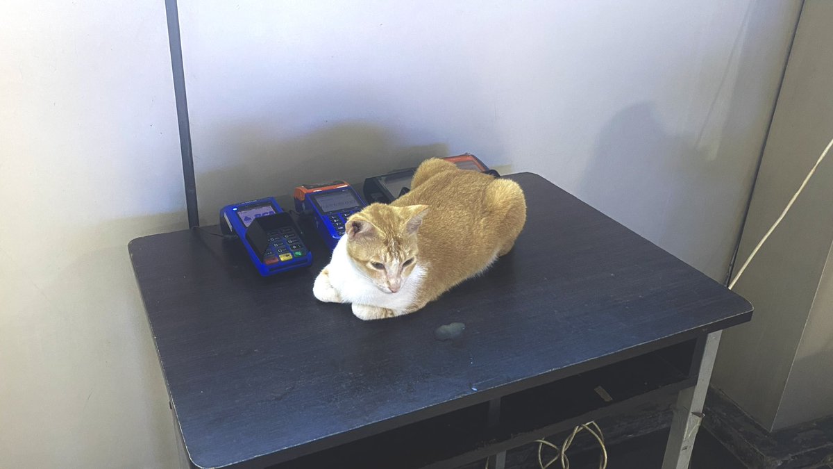 Thalia — Joki tugas since 2021. tweet media