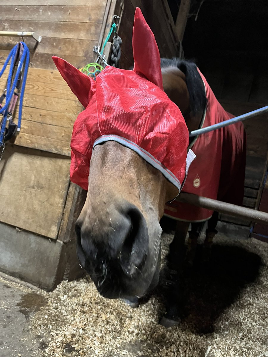 宇都宮大学馬術部 tweet media