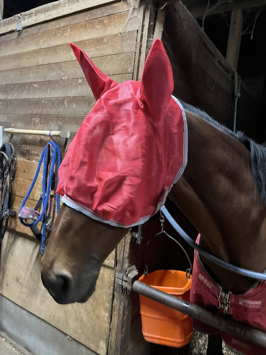 宇都宮大学馬術部 tweet media