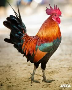 عقيًل بن محمد العقيًل( أبو أنس) tweet media