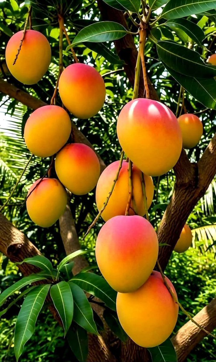 Farm with Pierre ✨ tweet media