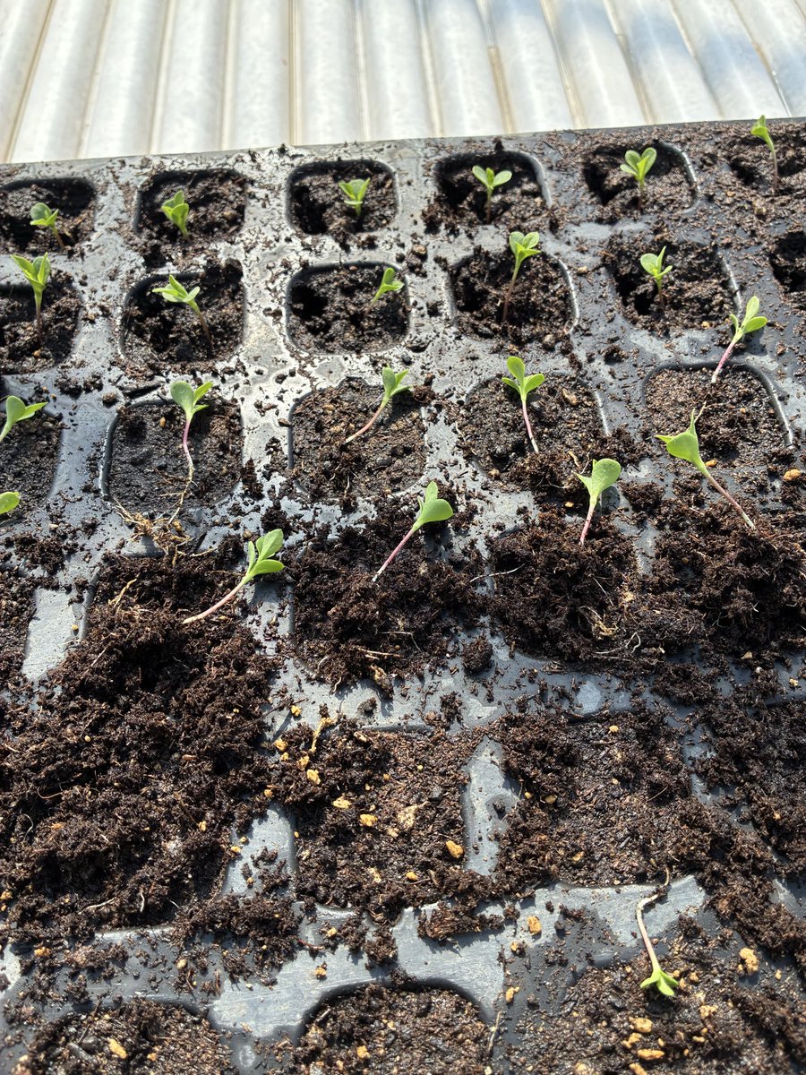 🌹花栽培のヒデ🌹 tweet media