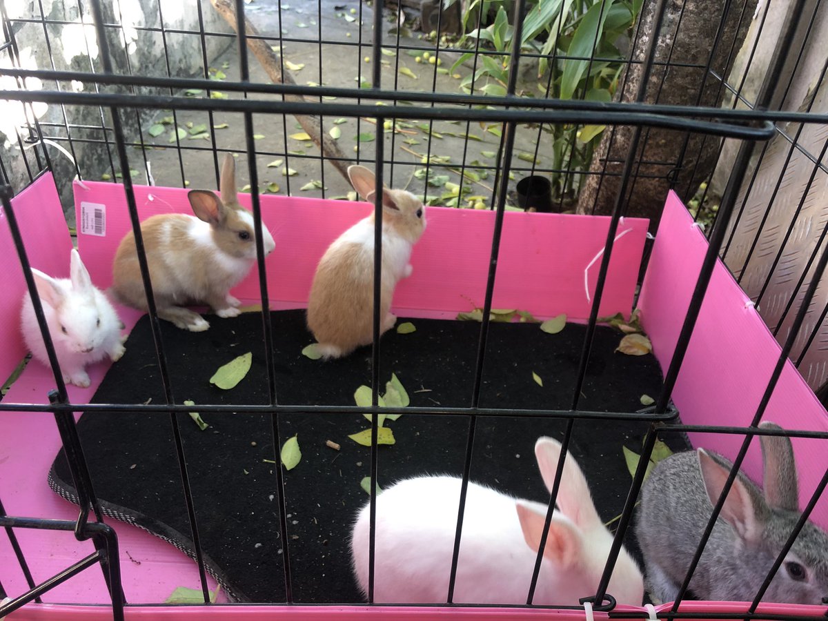 Gybzy6493's tweet photo. น่ารักตะมุตะมิ🐰 https://t.co/sQ2QNpb95e