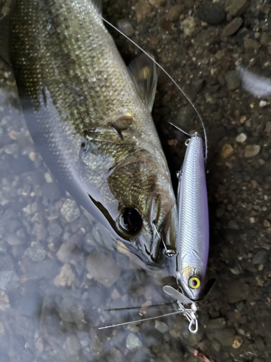 thtackle tweet media