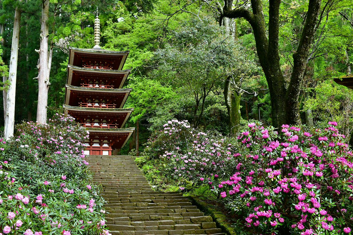 真言宗室生寺派　大本山室生寺【公式】 tweet media