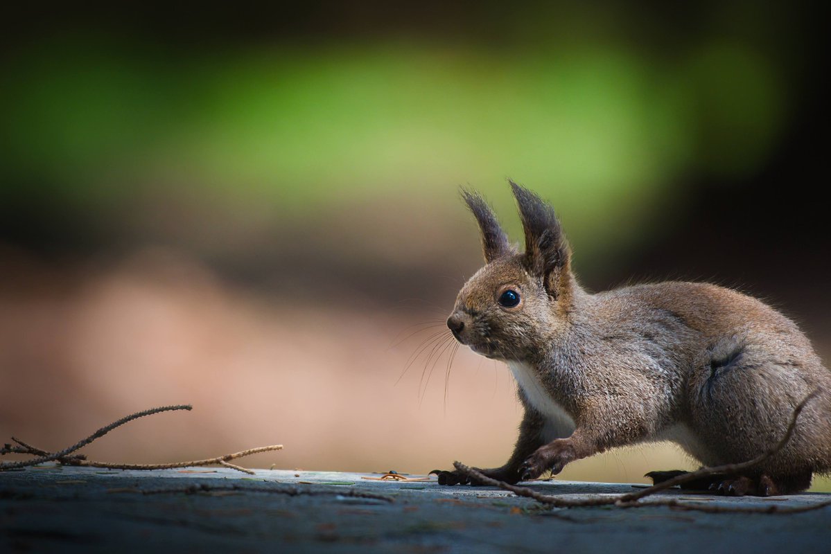 makafushigi84's tweet image. 桜リスを狙ったが待てど暮らせど桜に来ないから、いつも通りパシャ📸
#SONYα7V
#400800mm
#sonyalpha