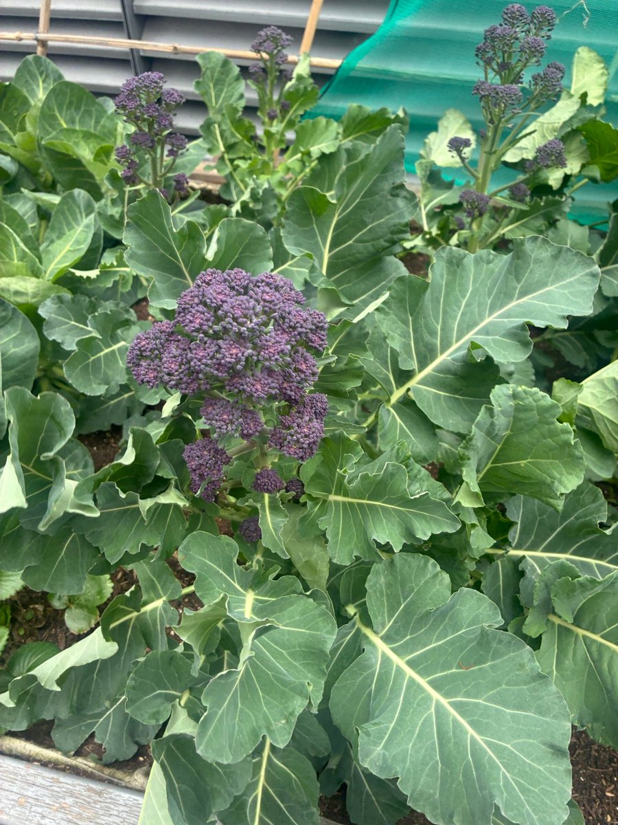 QSLandscaping's tweet photo. Rooftop harvest 🌱
A bumper crop of spring greens, purple sprouting broccoli &amp; leeks grown at Cardinal Place, Victoria, picked fresh &amp; served at The Landing Café via Restaurant Associates. “We’ve used &amp; sold it all, send more!”  From roof to plate. 🌿
#sustainability #urbangarden https://t.co/opFoJnrmcO