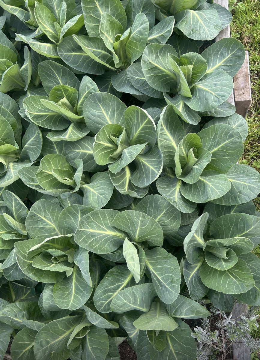 QSLandscaping's tweet photo. Rooftop harvest 🌱
A bumper crop of spring greens, purple sprouting broccoli &amp; leeks grown at Cardinal Place, Victoria, picked fresh &amp; served at The Landing Café via Restaurant Associates. “We’ve used &amp; sold it all, send more!”  From roof to plate. 🌿
#sustainability #urbangarden https://t.co/opFoJnrmcO