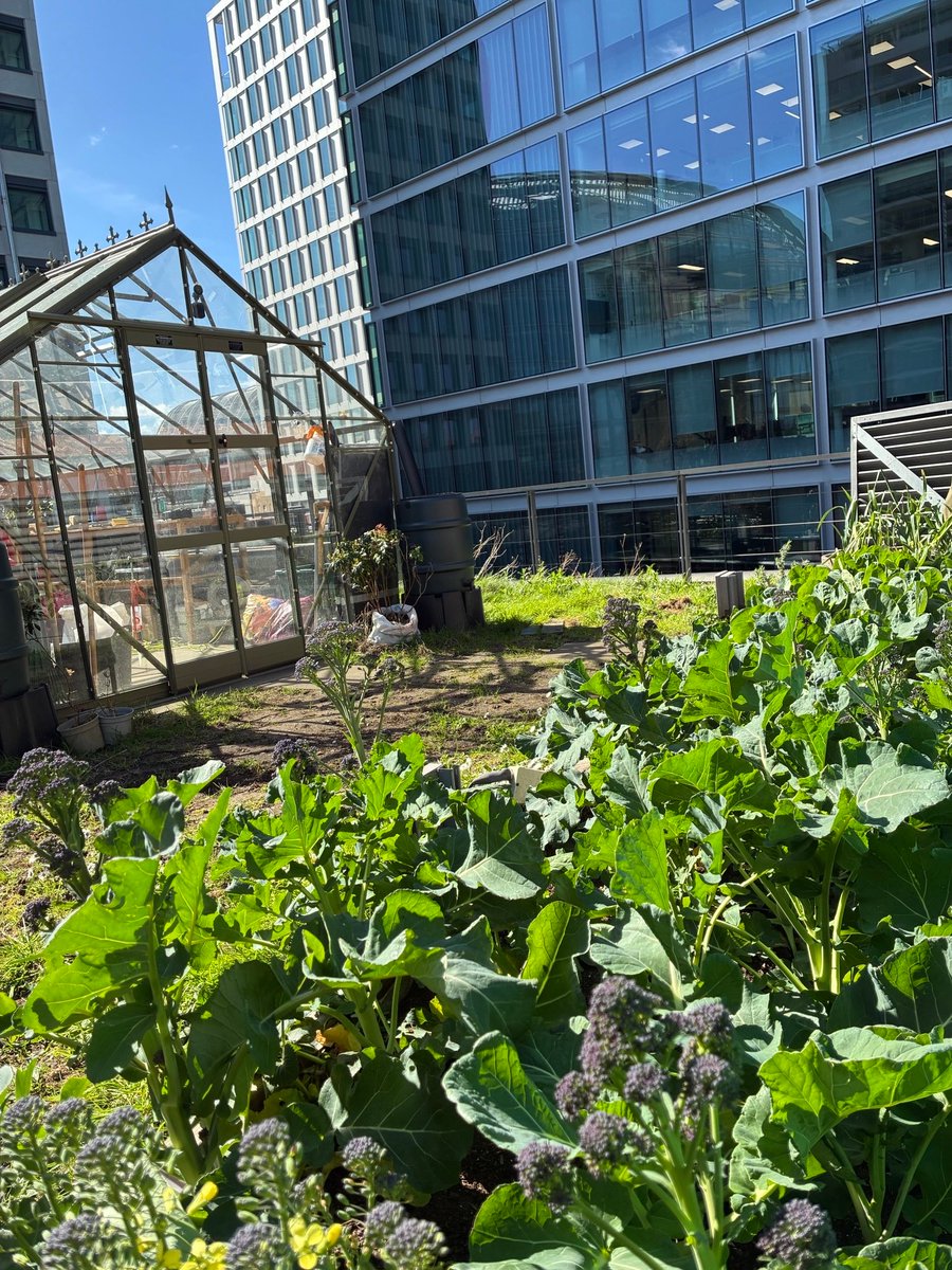 QSLandscaping's tweet photo. Rooftop harvest 🌱
A bumper crop of spring greens, purple sprouting broccoli &amp; leeks grown at Cardinal Place, Victoria, picked fresh &amp; served at The Landing Café via Restaurant Associates. “We’ve used &amp; sold it all, send more!”  From roof to plate. 🌿
#sustainability #urbangarden https://t.co/opFoJnrmcO
