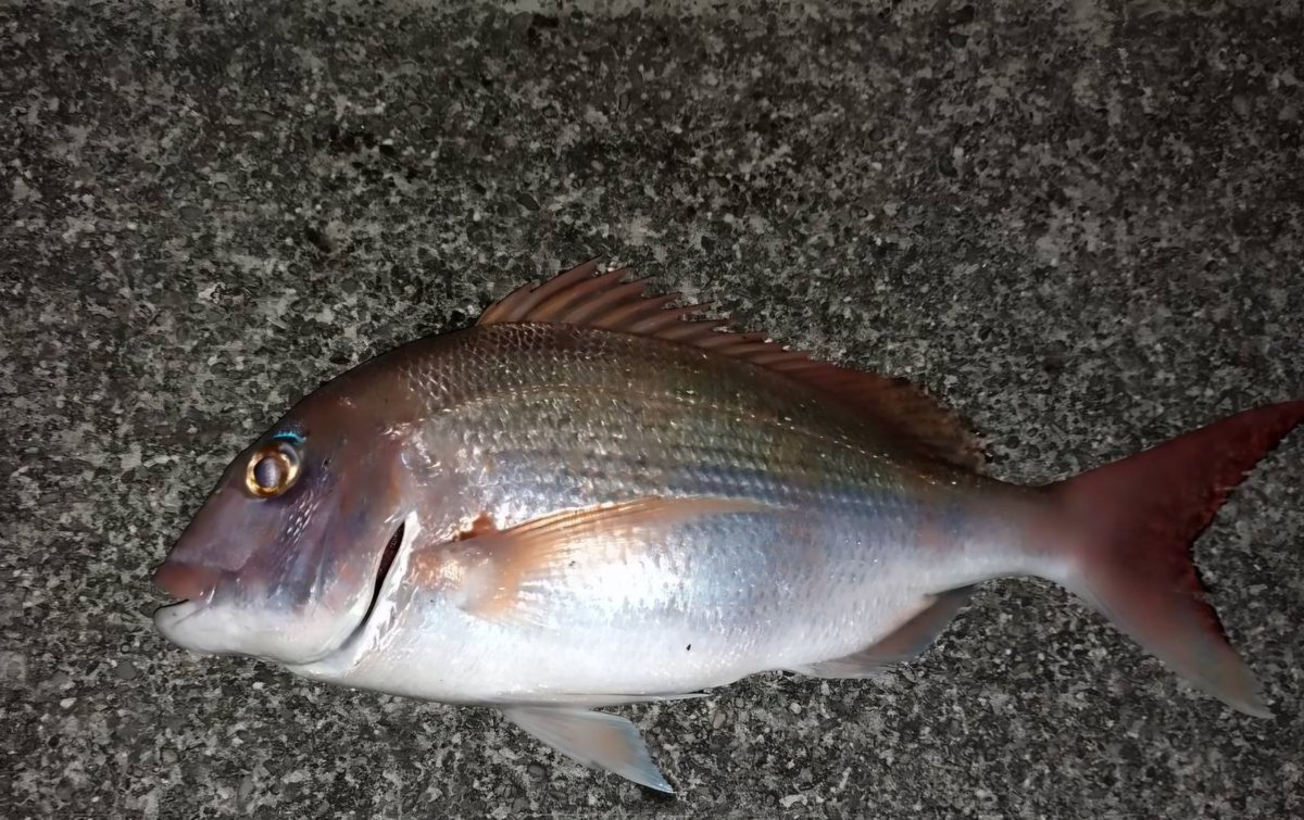 UX25o1's tweet photo. 離島にてワイフが奇跡的にハリス5号で釣り上げた79cm真鯛、スゲー！ https://t.co/xatsdWo2tq