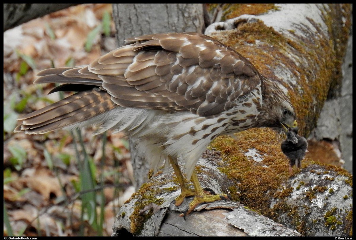 GoOutsideBook.com tweet media