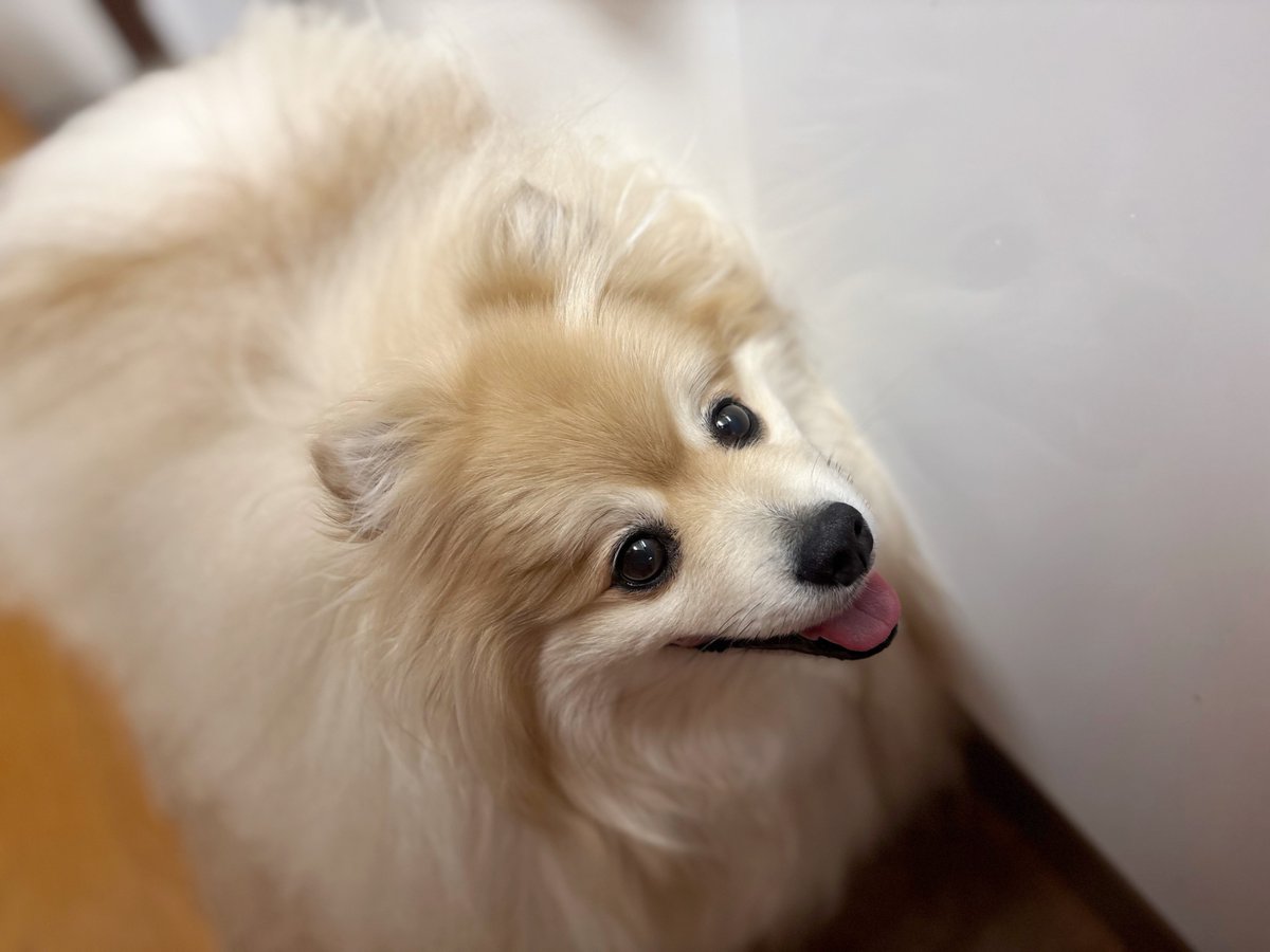 妖(よう) tweet media