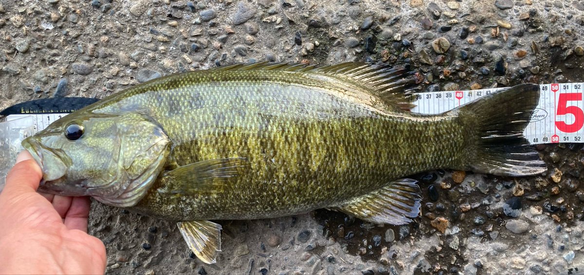 電撃ゴルゴ tweet media