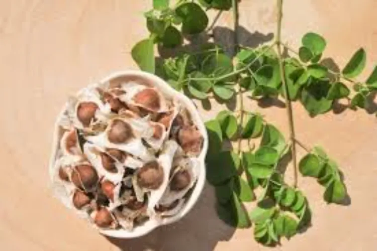 Dnn24Network's tweet image. Moringa oleifera seeds may help remove microplastics from water, offering a low-cost, eco-friendly solution. 

Read the Full Article: awazthevoice.in/health-news/co…

#Microplastics #CleanWater #Moringa #EcoFriendly #SustainableLiving #WaterPurification #DNN24 @AwazThevoice