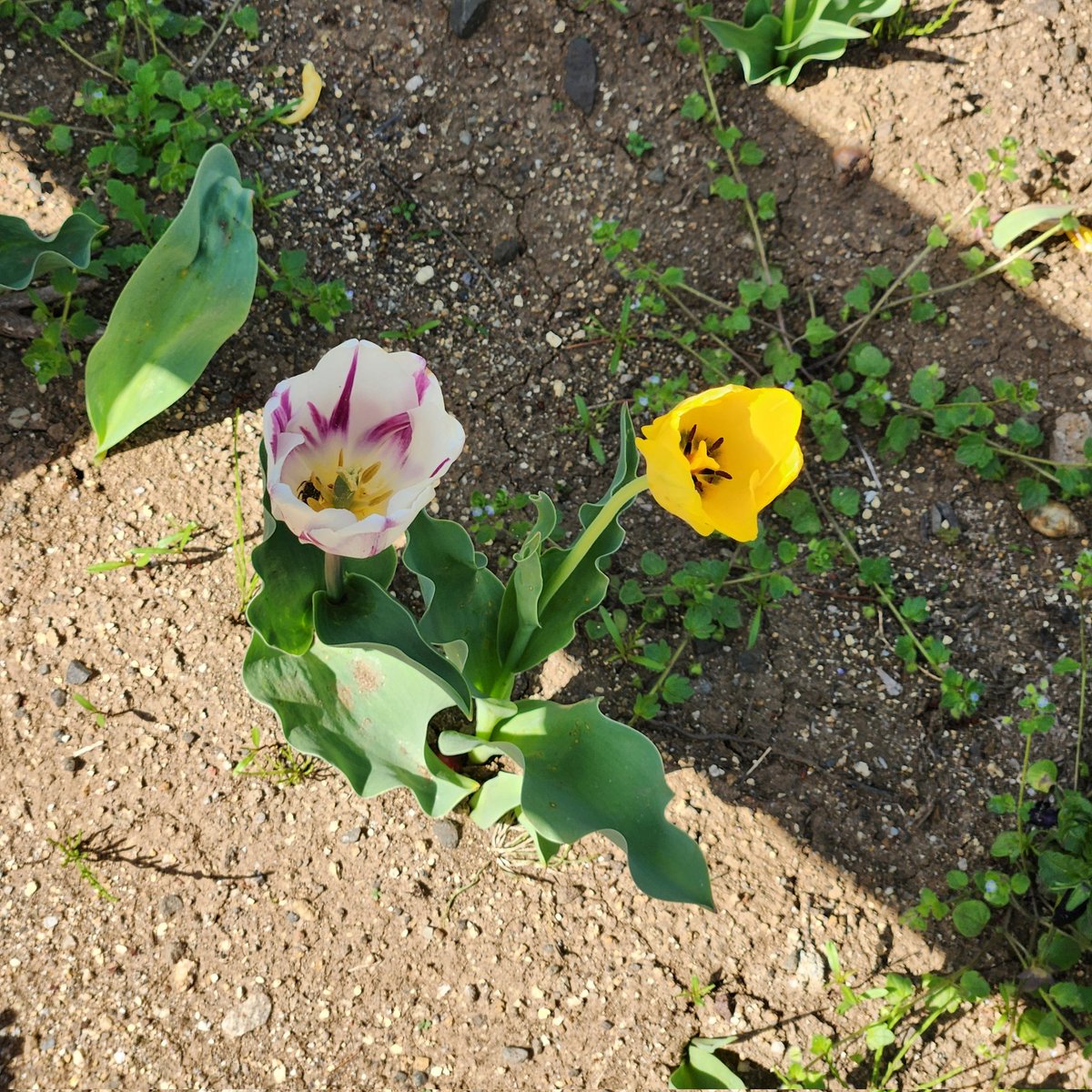 深谷陽 tweet media