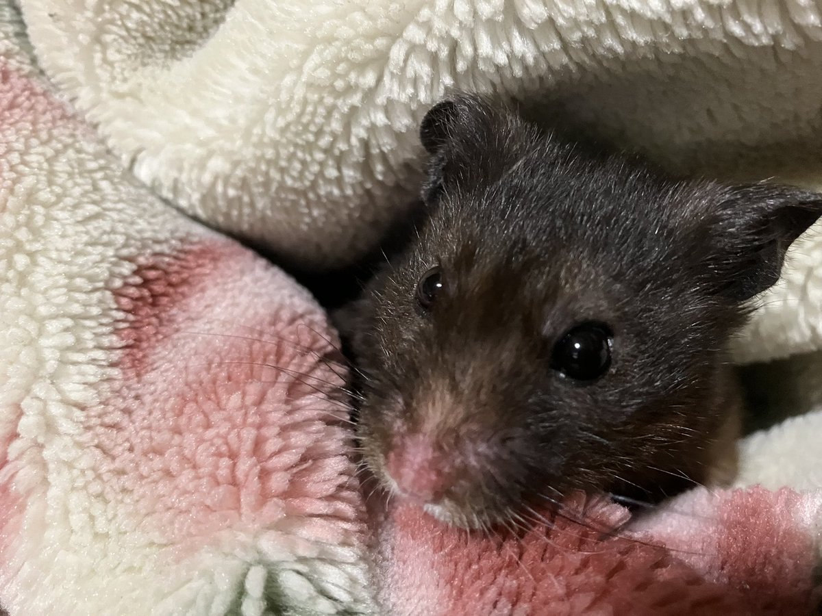 お母ちゃんです
地震の被害も無く、皆んな無事です
気にかけてくださったり
心配していただき
ありがとうございます
余震に注意して過ごしますね