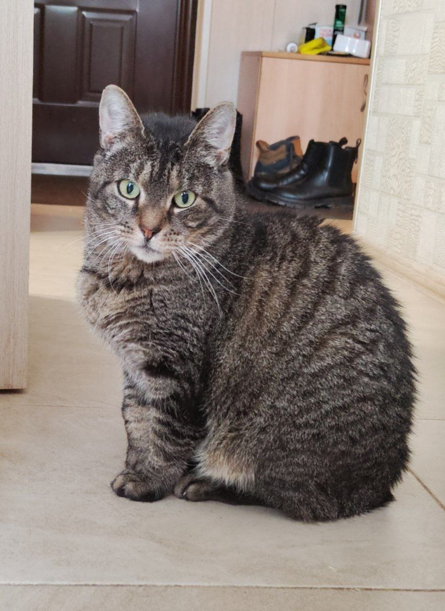 Бессловесный манкурт tweet media