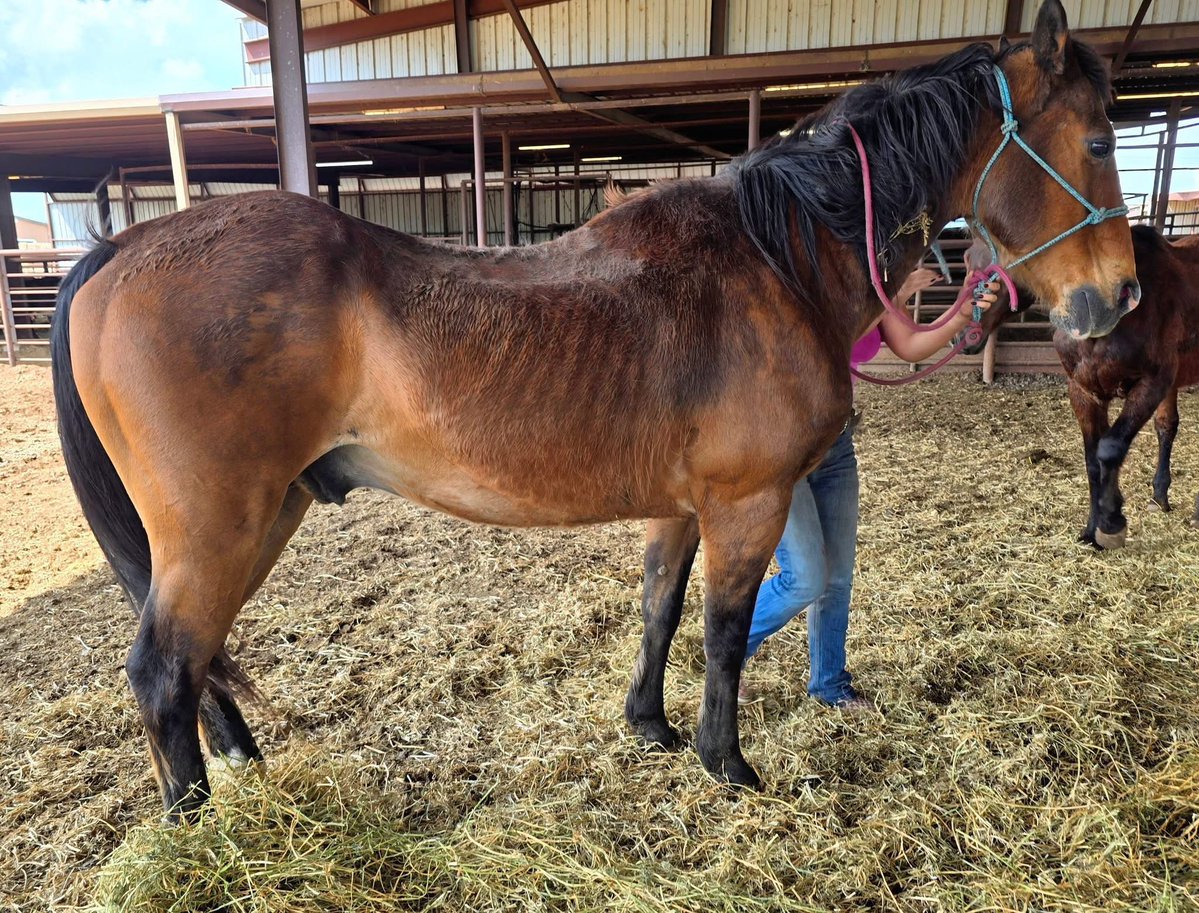 Heart and Hooves rescue/ Freedom Valley Rescue tweet media