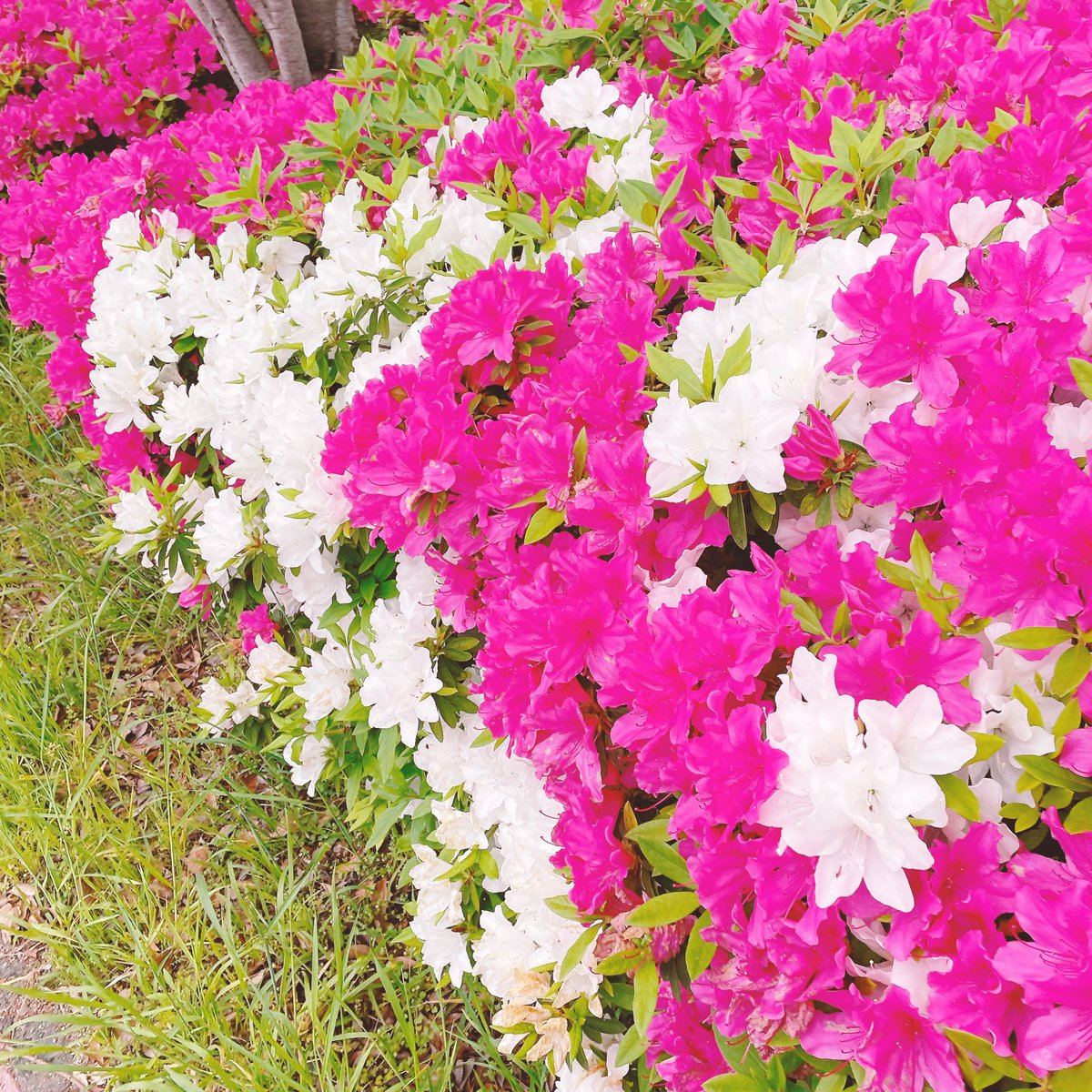 𝑘𝑠𝑚 𓏸𓍯𓂂𓐍𓏸 tweet media