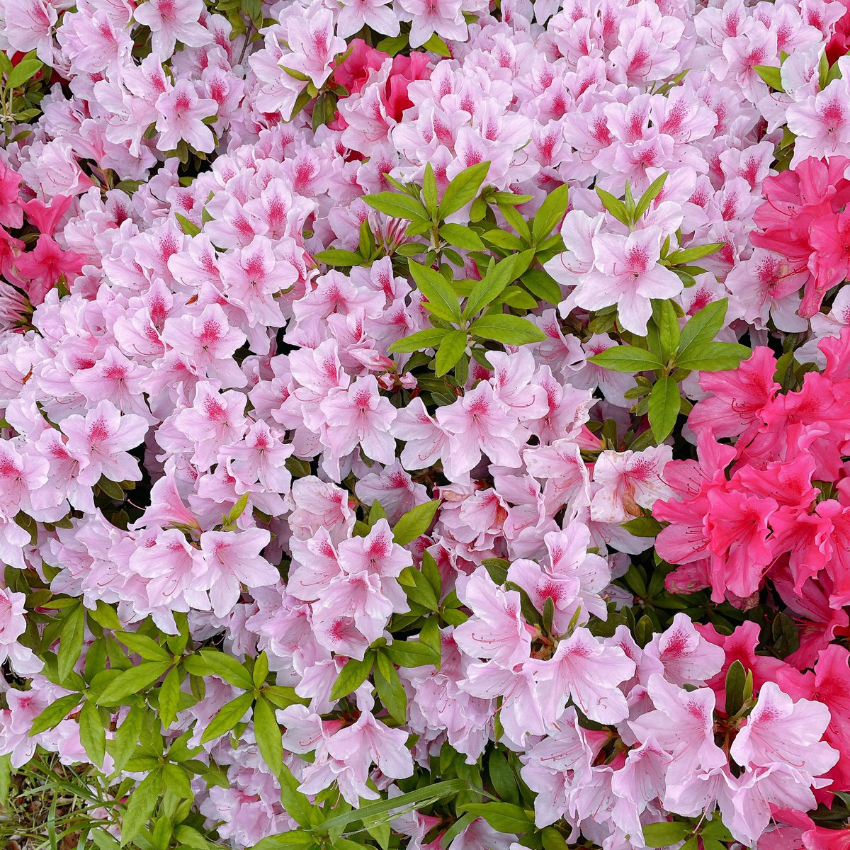 𝑘𝑠𝑚 𓏸𓍯𓂂𓐍𓏸 tweet media