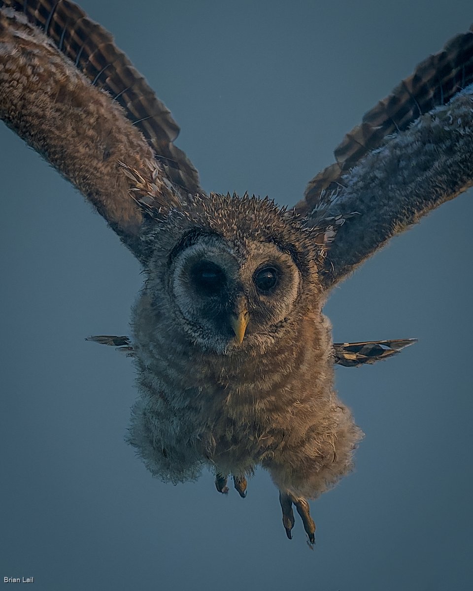 balail's tweet image. Barred Owlet taking flight on a foggy morning...
#photography #naturephotography #wildlifephotography #thelittlethings