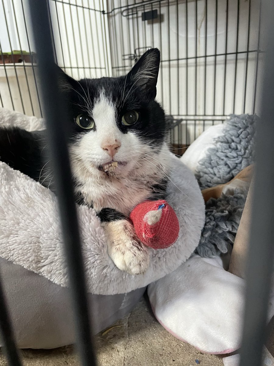 Guus and Goof Tuxie Bro's 😸😻 tweet media