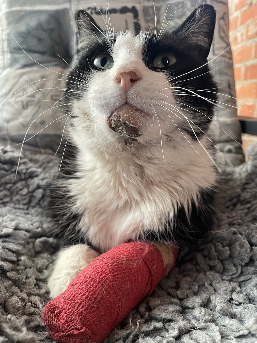 Guus and Goof Tuxie Bro's 😸😻 tweet media