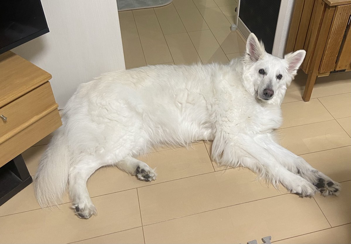 病院で注射２本と爪２本ついでに尻毛を刈られて傷心の犬