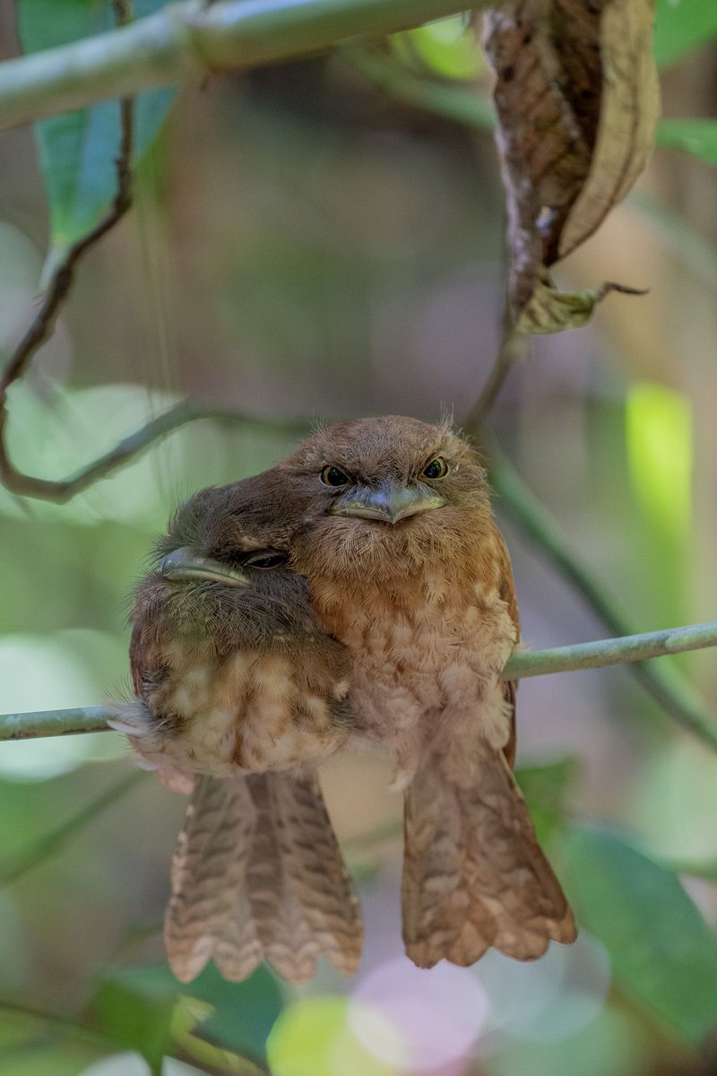กรมอุทยานแห่งชาติ สัตว์ป่า และพันธุ์พืช tweet media
