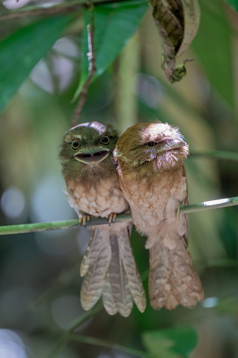 กรมอุทยานแห่งชาติ สัตว์ป่า และพันธุ์พืช tweet media