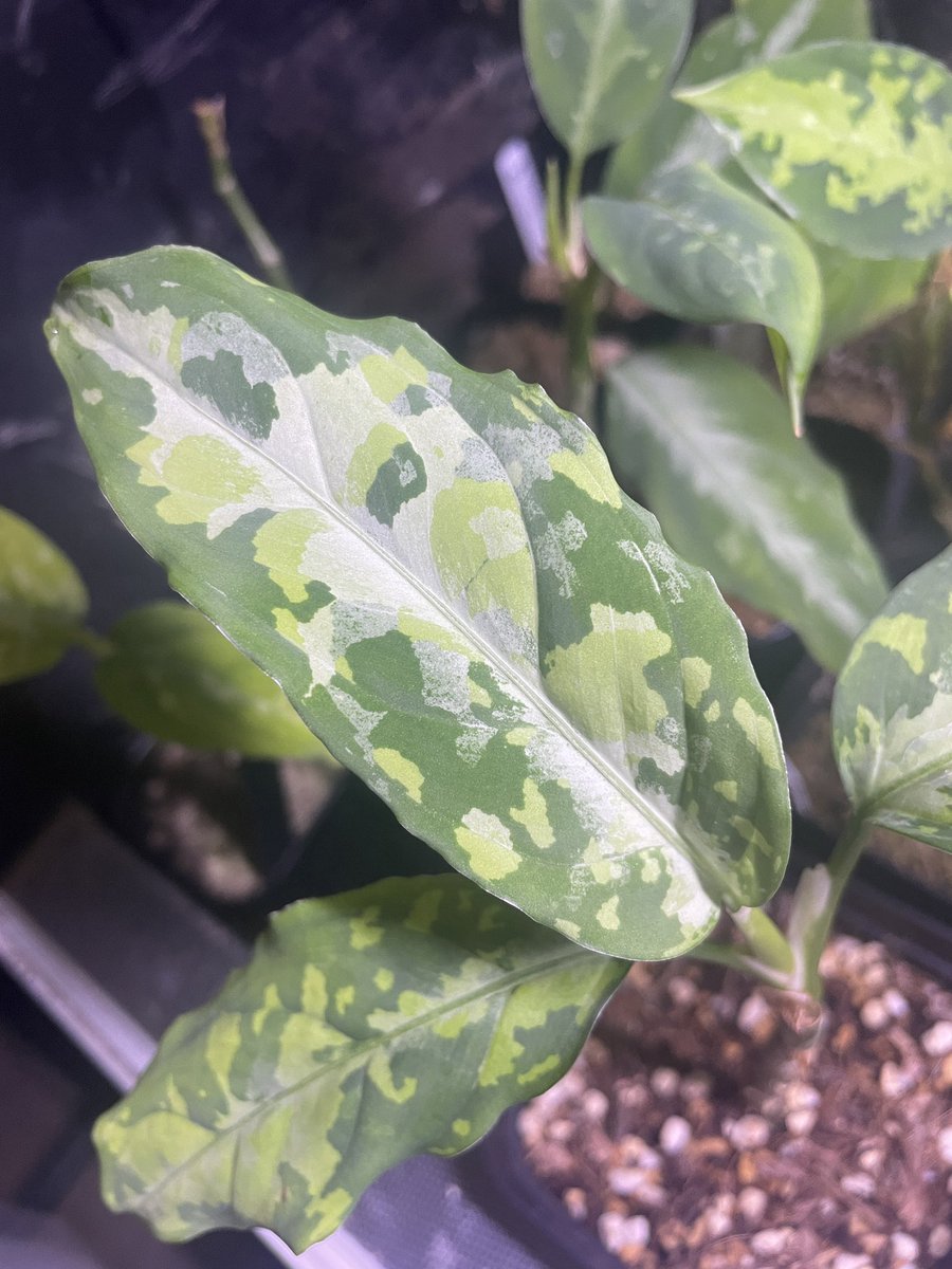 junichi☆10/4JUMBLEやるかも【TRAIL】 tweet media