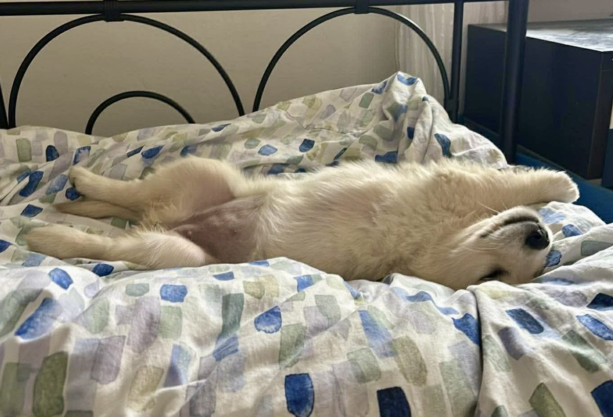 Pavla Morysova🎭🦊 tweet media