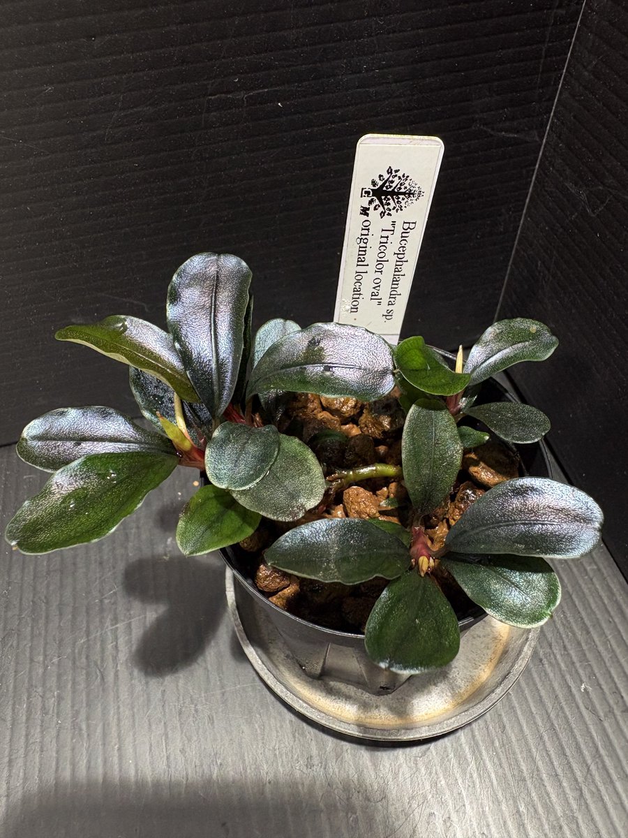 アッシー tweet media