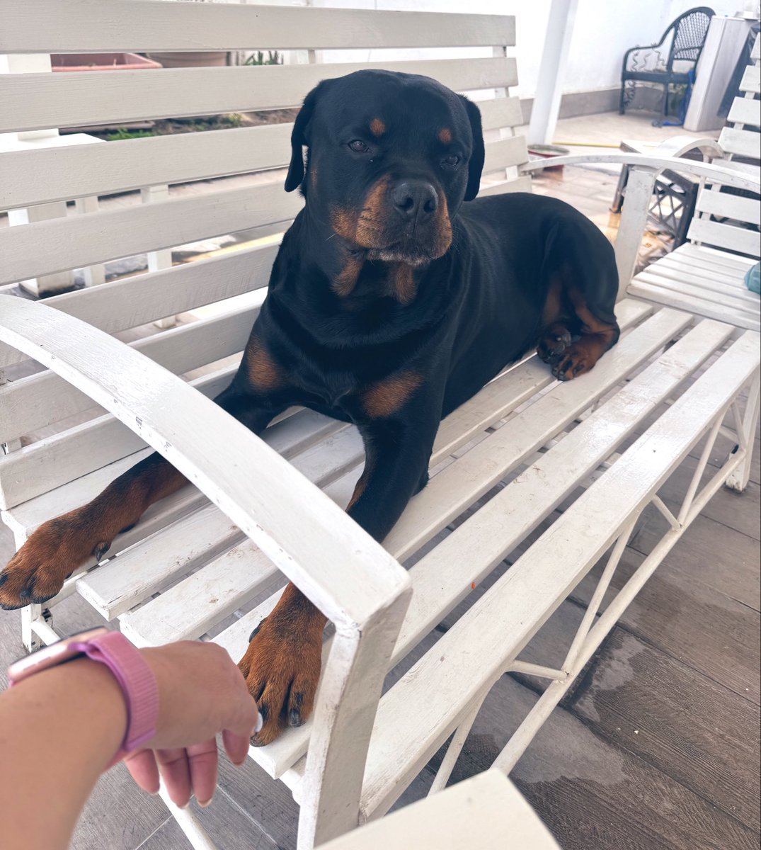 MustErminea's tweet photo. Vi manca? Eccolo qua! ☺️♥️🐾 https://t.co/ay0uOn9Mxn
