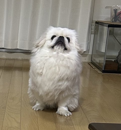 mumutoomochi's tweet photo. ずんぐりむっくりしてます https://t.co/vdXGxDG4bM